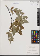 Foto von Salix daphnoides Vill.